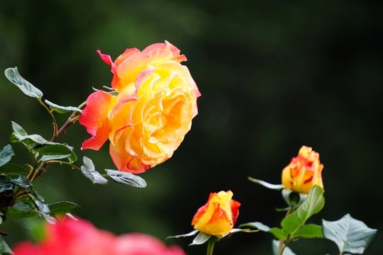 月季花