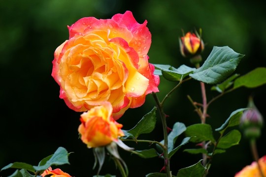 月季花