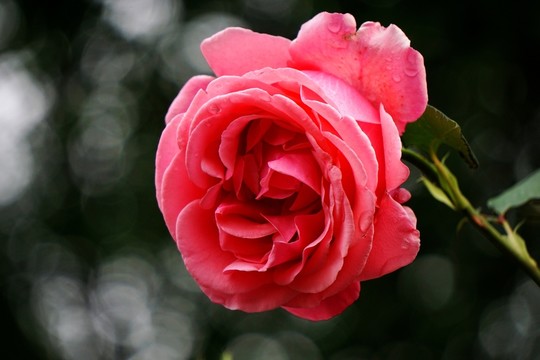 月季花