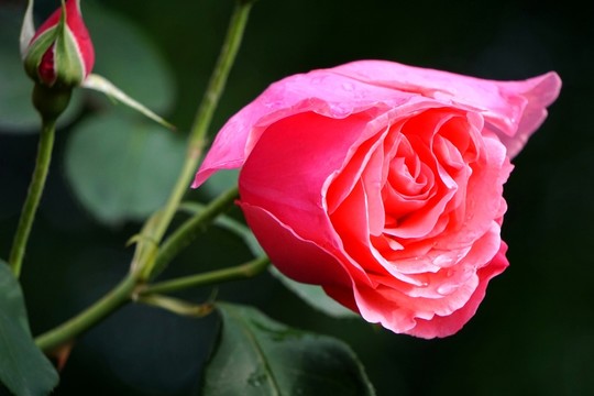 月季花