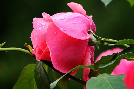 月季花