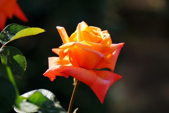 月季花