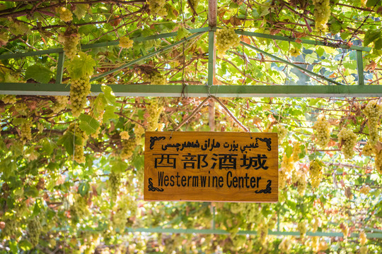 葡萄溝風(fēng)光