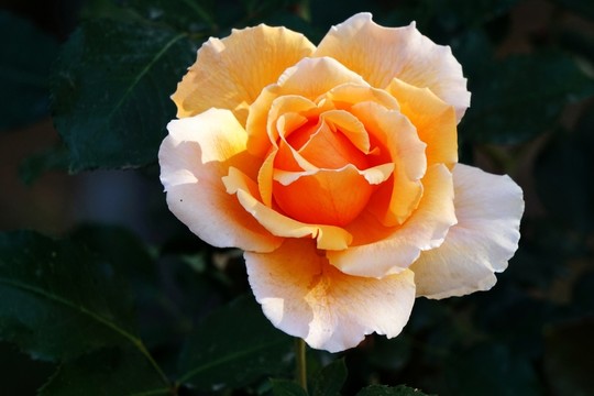 月季花