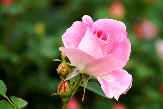 月季花