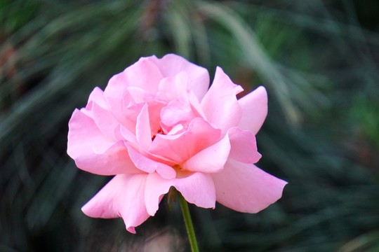月季花