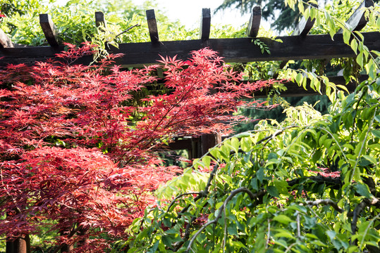 景區(qū)紅葉