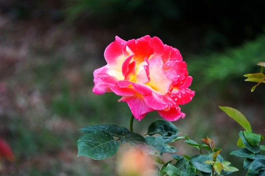 月季花