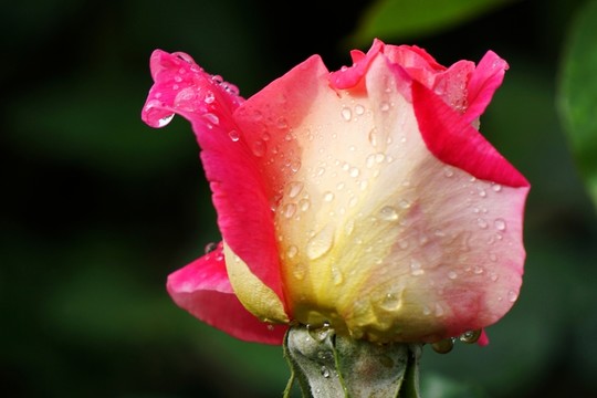 月季花
