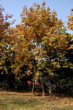 秋季樹木 秋天秋景