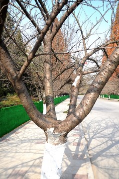 冬季櫻花樹干