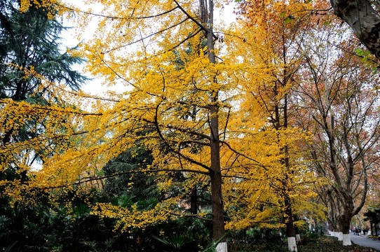 校園秋景 大學(xué)校園