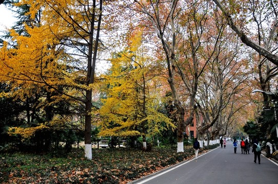 校園道路秋景 大學(xué)校園