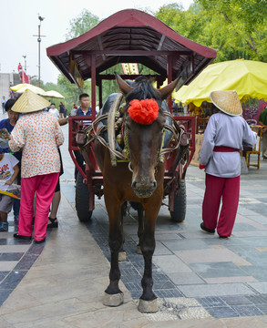 開封清明上河園的馬車