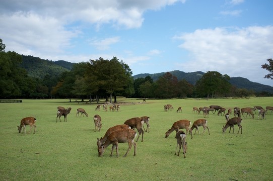 日本奈良公園的鹿