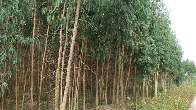 桉樹林