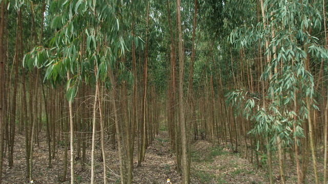 桉樹林