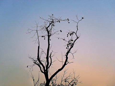 夕陽(yáng)里的柿子樹(shù)剪影