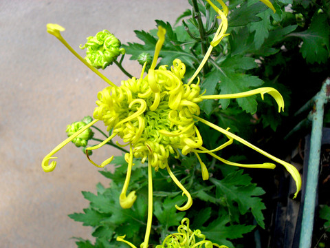 就要開放的菊花特寫圖