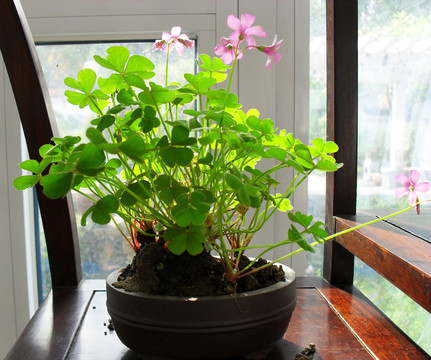 小花草盆景綠植