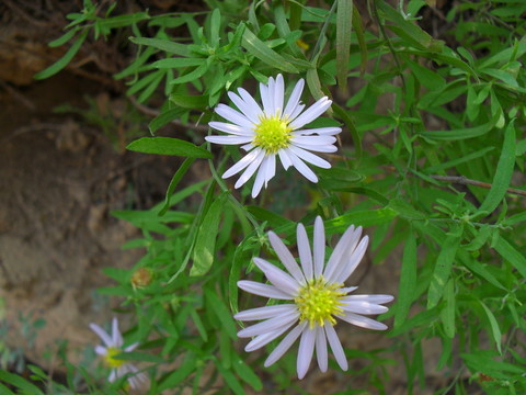 兩朵野菊花圖片