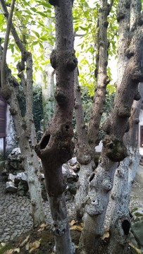 臘梅樹(shù)