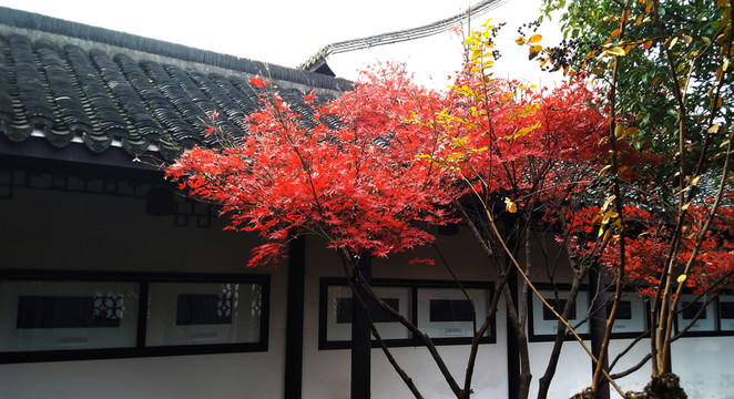 紅葉