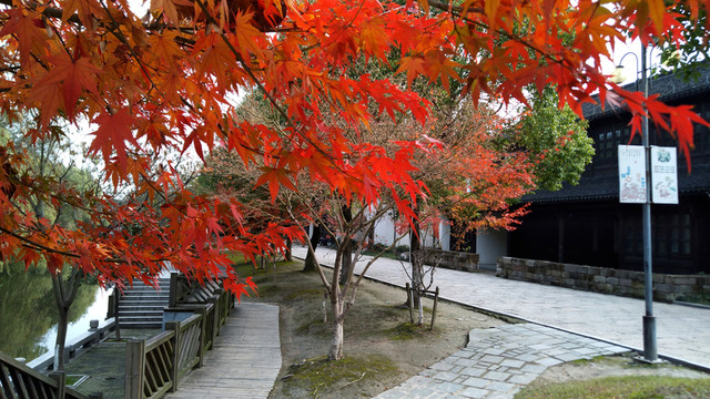 紅葉