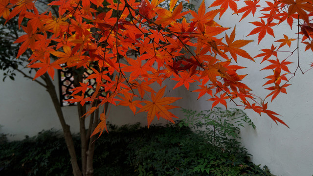 紅葉