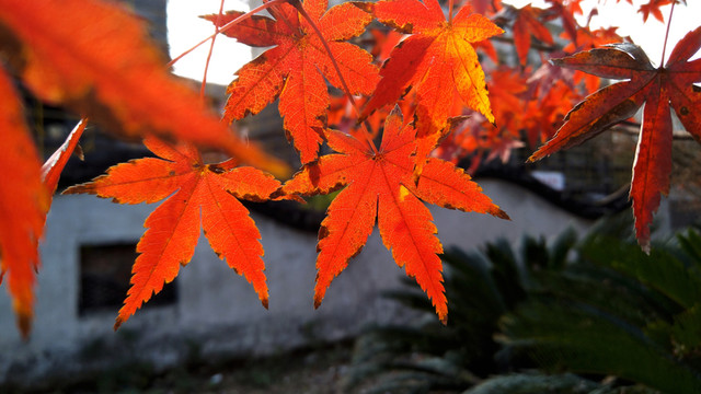 紅葉