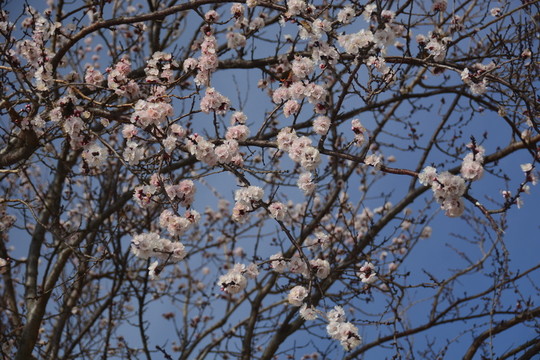 春花