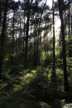 藍(lán)色