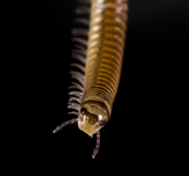 在垂懸從上面的黑背景的millepede。