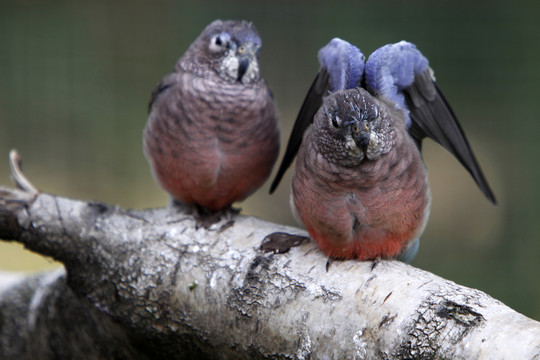 bourkesittiche