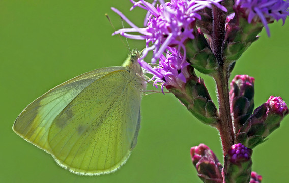 pieris rapae [小白]