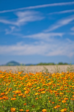 萬壽菊，金盞菊