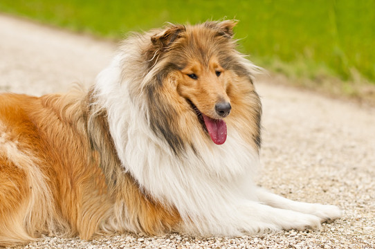 ？牧羊犬