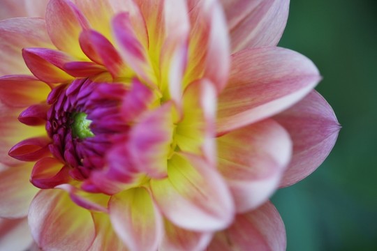 花園