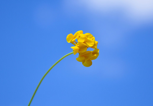 birdfoot三葉草（蓮花corniculatus）