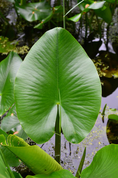 樹(shù)葉