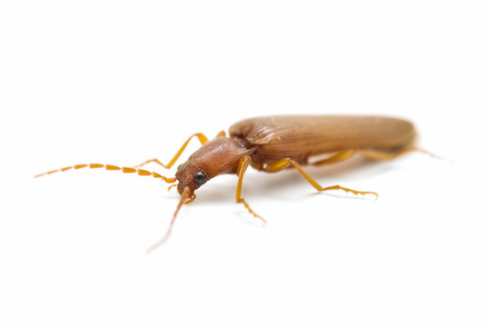 昆蟲