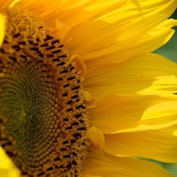 夏