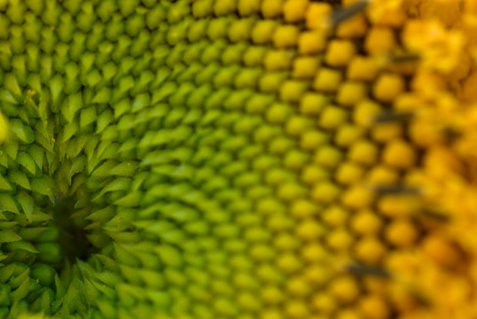 夏