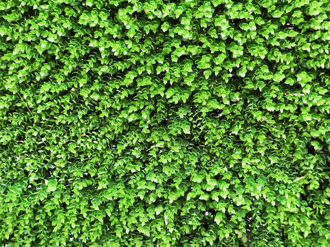 人造綠植墻