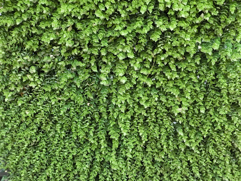 人造仿真植物墻