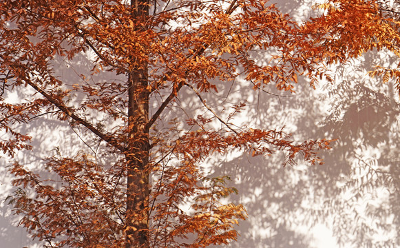 紅杉樹 插圖  深秋