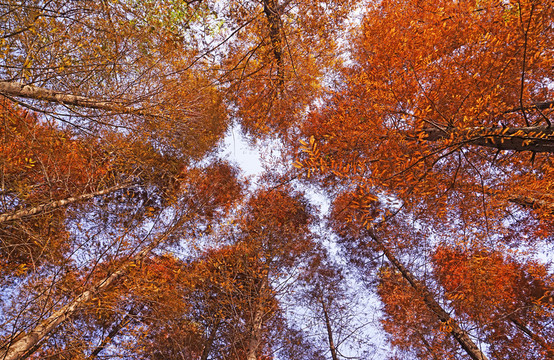 紅杉樹 插圖  深秋