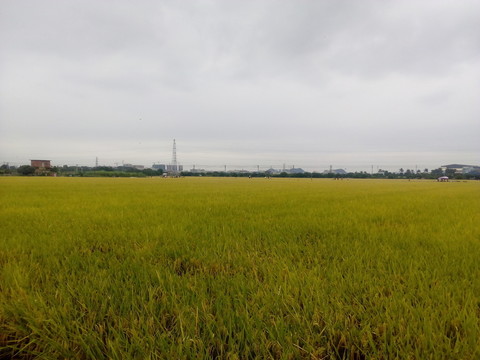 田園風(fēng)光