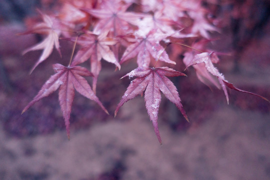 楓葉