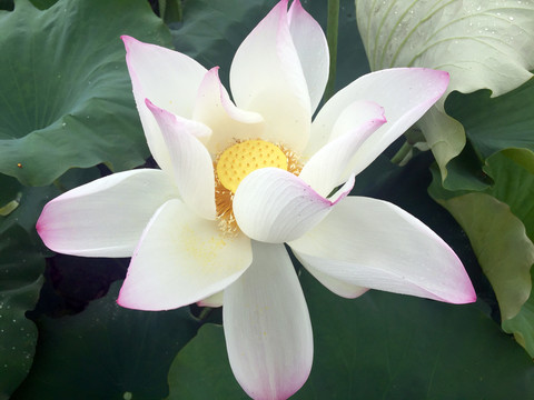 荷花